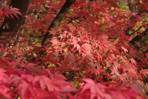 Japán juhar - Acer palmatum "Bloodgood"
