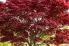 Japán juhar - Acer palmatum "Bloodgood"