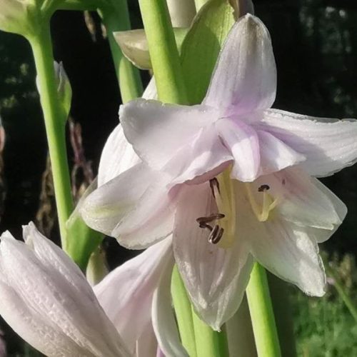 Árnyékliliom - Hosta 'Ki Ren Jyaku'