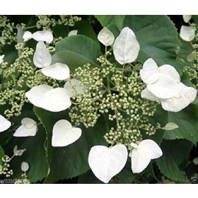   Kúszó hortenzia - Moonlight - Hydrangea Schizophragma hydrangeoides