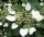 Kúszó hortenzia - Moonlight - Hydrangea Schizophragma hydrangeoides