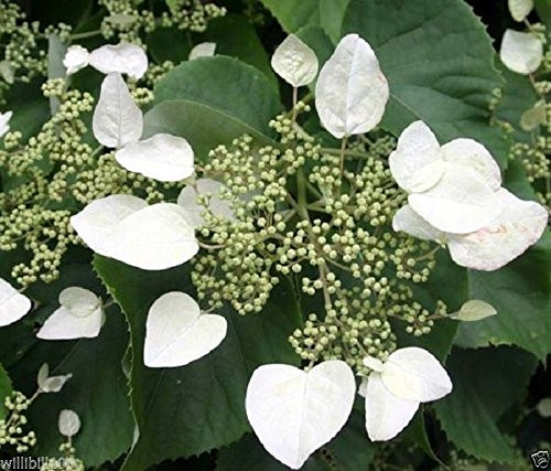 Kúszó hortenzia - Moonlight - Hydrangea Schizophragma hydrangeoides