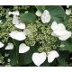 Kúszó hortenzia - Moonlight - Hydrangea Schizophragma hydrangeoides