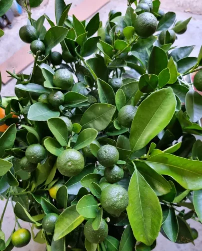 Calamondino Cs15