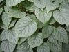 Kúszó hortenzia - Moonlight - Hydrangea Schizophragma hydrangeoides