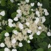 Kúszó hortenzia - Moonlight - Hydrangea Schizophragma hydrangeoides