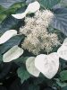 Kúszó hortenzia - Moonlight - Hydrangea Schizophragma hydrangeoides