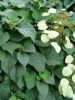 Kúszó hortenzia - Moonlight - Hydrangea Schizophragma hydrangeoides