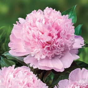   Paeonia Lactiflora - Illatos telt virágú bazsarózsa - világos rózsaszín