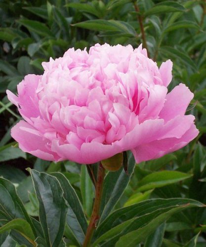 Paeonia Lactiflora - Illatos telt virágú bazsarózsa - világos rózsaszín