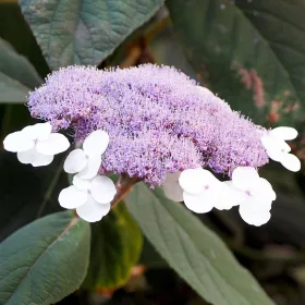 Érdeslevelü Hortenzia - Hydrangea Aspera "Plena"