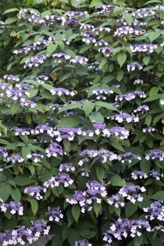 Érdeslevelü Hortenzia - Hydrangea Aspera "Plena"
