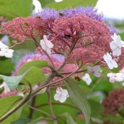 Érdeslevelü Hortenzia - Hydrangea Aspera "Plena"