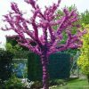 Közönséges Júdásfa - Cercis siliquastrum