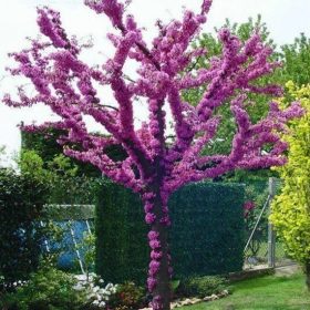 Közönséges Júdásfa - Cercis siliquastrum