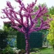 Közönséges Júdásfa - Cercis siliquastrum