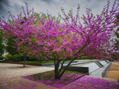 Közönséges Júdásfa - Cercis siliquastrum