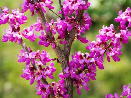 Közönséges Júdásfa - Cercis siliquastrum