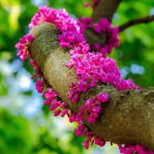 Közönséges Júdásfa - Cercis siliquastrum