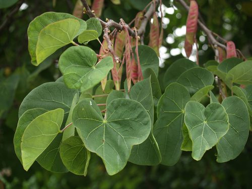 Közönséges Júdásfa - Cercis siliquastrum