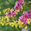 Közönséges Júdásfa - Cercis siliquastrum