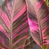 Pink variegata banán - Musa Nono cs10