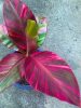Pink variegata banán - Musa Nono cs10