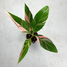 Pink variegata banán - Musa Nono cs10