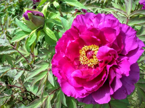 Sötét rózsaszín fás szárú Bazsarózsa - Paeonia suffruticosa P23