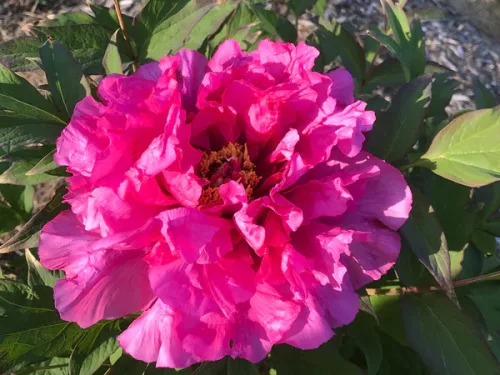 Sötét rózsaszín fás szárú Bazsarózsa - Paeonia suffruticosa P23