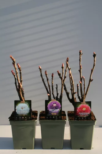 Sötét rózsaszín fás szárú Bazsarózsa - Paeonia suffruticosa P23