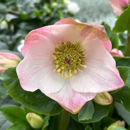 Hunyor - Helleborus Winter Ballet "Lola"