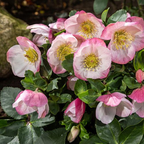 Hunyor - Helleborus Winter Ballet "Lola"