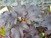 TÖLGYLEVELŰ HORTENZIA " Ruby Slippers" HYDRANGEA QUERCIFOLIA