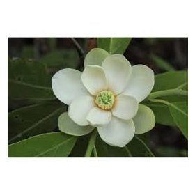 Illatos Liliomfa - Magnolia virginiana