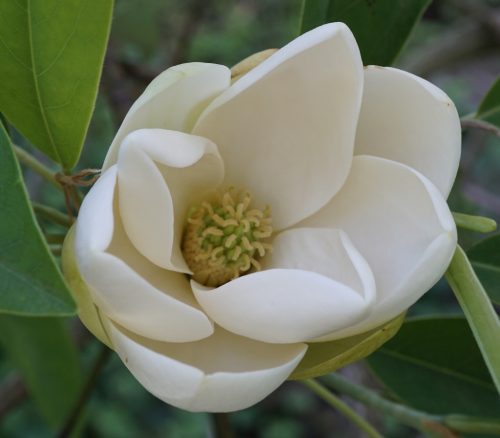 Illatos Liliomfa - Magnolia virginiana