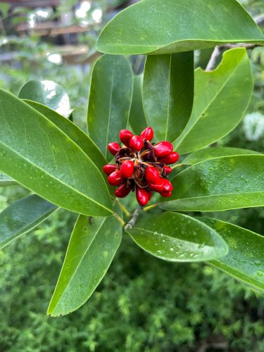 Illatos Liliomfa - Magnolia virginiana