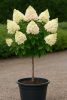Törzses bugás hortenzia - Hydrangea Paniculata "Petite Star - 60 cm törzs