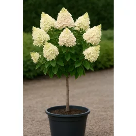   Törzses bugás hortenzia - Hydrangea Paniculata "Petite Star - 60 cm törzs