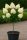 Törzses bugás hortenzia - Hydrangea Paniculata "Petite Star - 60 cm törzs