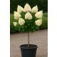 Törzses bugás hortenzia - Hydrangea Paniculata "Petite Star - 60 cm törzs