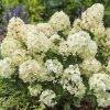 Törzses bugás hortenzia - Hydrangea Paniculata "Petite Star - 60 cm törzs