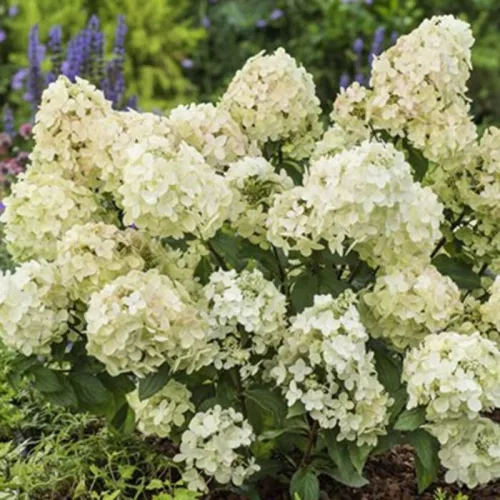 Törzses bugás hortenzia - Hydrangea Paniculata "Petite Star - 60 cm törzs
