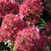 Törzses bugás hortenzia - Hydrangea Paniculata "Petite Star - 60 cm törzs