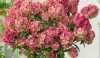 Törzses bugás hortenzia - Hydrangea Paniculata "Petite Star - 60 cm törzs