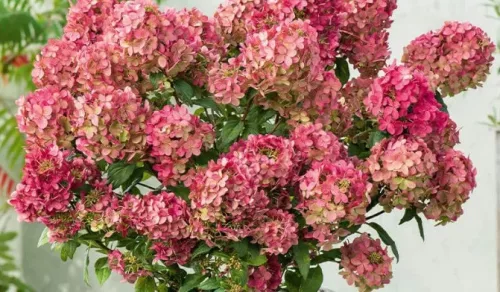 Törzses bugás hortenzia - Hydrangea Paniculata "Petite Star - 60 cm törzs