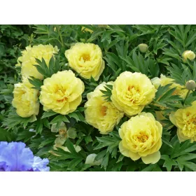 Sárga fás szárú Bazsarózsa - Paeonia suffruticosa
