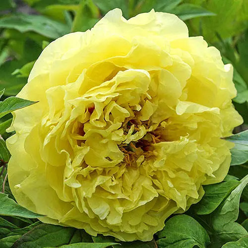 Sárga fás szárú Bazsarózsa - Paeonia suffruticosa
