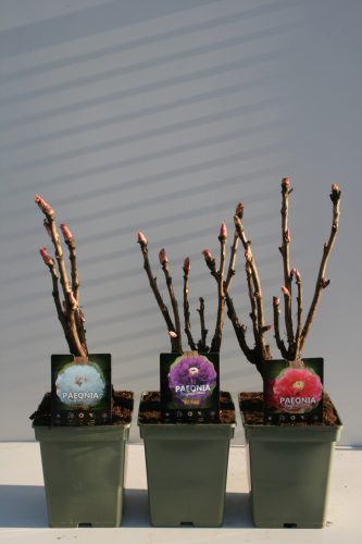 Sárga fás szárú Bazsarózsa - Paeonia suffruticosa