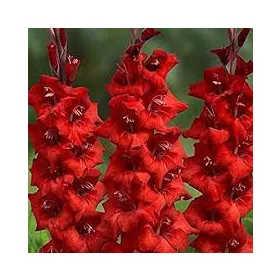 Gladiolus Oscar / Kardvirág
